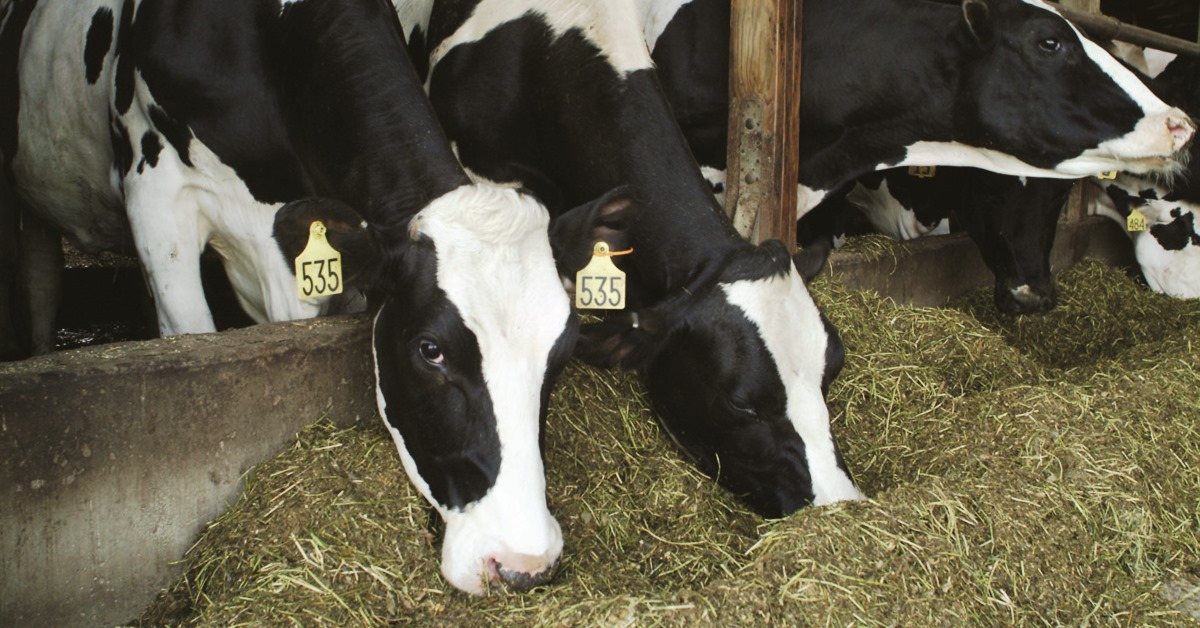 Managing and driving dry matter intake Hubbard Feeds